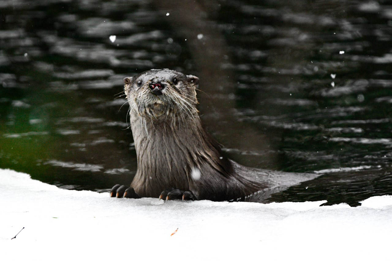 Otter warrior | News, Sports, Jobs - Adirondack Daily Enterprise